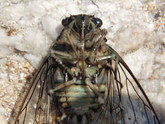 Cicadinae