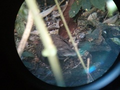 Polyplectron germaini