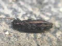 Agrilus lecontei