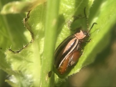 Kuschelina petaurista