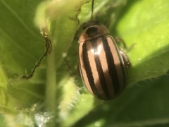 Kuschelina petaurista