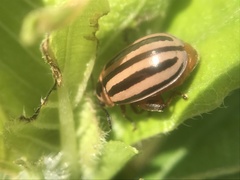 Kuschelina petaurista