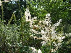 Actaea dahurica