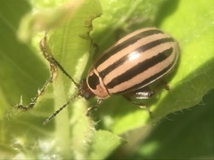 Kuschelina petaurista