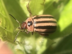 Kuschelina petaurista