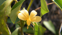 Barleria ameliae
