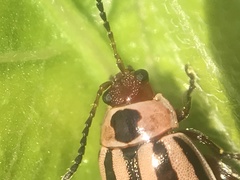 Kuschelina petaurista