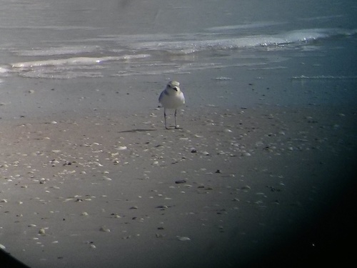 White-faced Plover (Anarhynchus dealbatus), photo 9