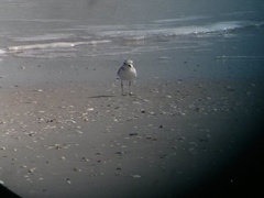 Charadrius dealbatus