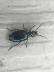 Lebia viridis