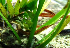 Vanacampus poecilolaemus