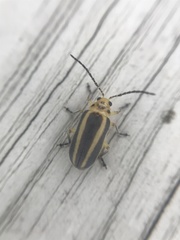 Derospidea brevicollis