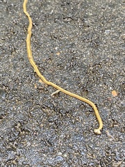 Diversibipalium multilineatum