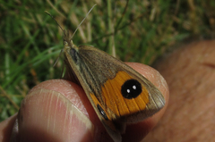 Argyrophenga antipodum