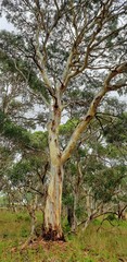 Eucalyptus leucoxylon leucoxylon