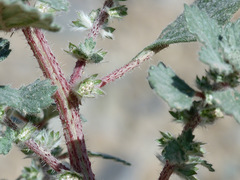 Forsskaolea tenacissima
