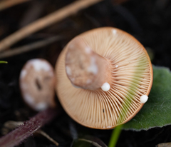 Lactarius hepaticus
