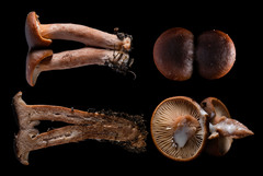 Lactarius hepaticus