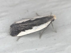 Dichomeris serrativittella