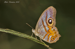 Erites angularis