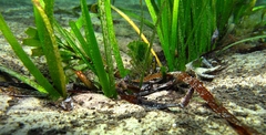 Vanacampus poecilolaemus