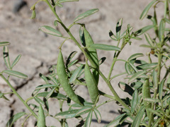 Cleome amblyocarpa