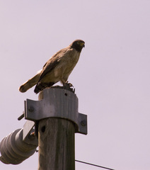 Rupornis magnirostris