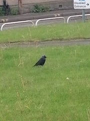 Corvus monedula