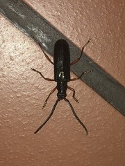 Neoplocaederus parallelus