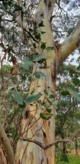 Eucalyptus leucoxylon leucoxylon