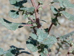 Forsskaolea tenacissima