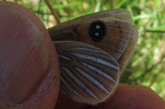 Argyrophenga antipodum