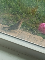 Haemorhous mexicanus