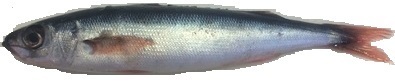 Emmelichthys