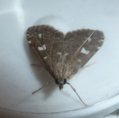 Udea olivalis