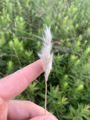 Bothriochloa torreyana