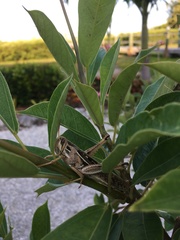 Schistocerca americana