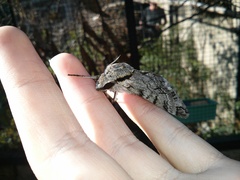 Psilogramma casuarinae