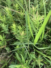 Bothriochloa torreyana