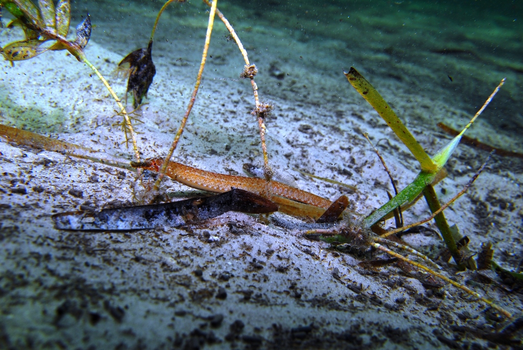 Sauvage's Pipefish