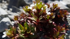 Epilobium pycnostachyum