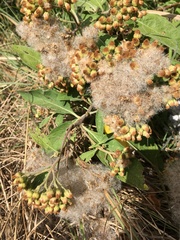 Pluchea carolinensis