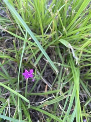 Phlox cuspidata