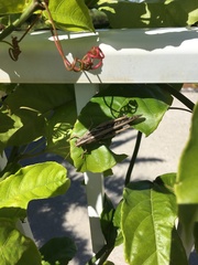 Schistocerca americana