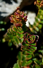 Veronica haastii