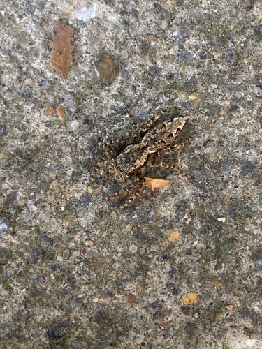 Fencepost jumping spider photo 4