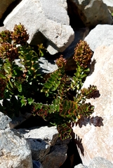 Veronica haastii