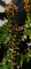 Veronica haastii