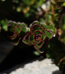 Veronica haastii