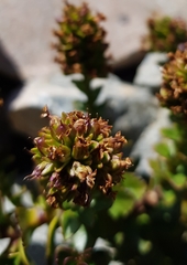 Veronica haastii